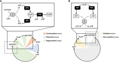 Ribulose-1,5-bisphosphate regeneration in the Calvin-Benson-Bassham cycle: Focus on the last three enzymatic steps that allow the formation of Rubisco substrate